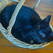 Dodge is registered to the contest to win money with this photo: black_cat, cat, basket, wooden_floor, pet, animal, indoor, curious, cozy, feline, whiskers, ears, eyes, floorboards, woven_basket, relaxed, looking_up, domestic_cat, small_space, resting