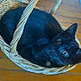 black_cat, cat, basket, wooden_floor, pet, animal, indoor, curious, cozy, feline, whiskers, ears, eyes, floorboards, woven_basket, relaxed, looking_up, domestic_cat, small_space, resting