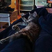 Faith joined the competition — help win amazing prizes! blanket, cat, clutter, cozy, drawer, electronics, floor, furniture, hats, indoor, pet, plastic, reflection, relaxed, room, sleeping, storage, tabby, television, wood