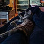 blanket, cat, clutter, cozy, drawer, electronics, floor, furniture, hats, indoor, pet, plastic, reflection, relaxed, room, sleeping, storage, tabby, television, wood