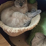 Bella is registered to the contest to win money with this photo: animal, carpet, cat, cat_hammock, cat_tree, cozy, cute, domestic, feline, furniture, home, indoor, paw_print_pattern, pet, relaxed, resting, siamese_cat, sleepy, soft_texture, wooden_floor
