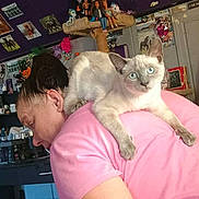 Bella joined the competition — help win amazing prizes! arm, blue_eyes, casual, cat, clutter, decorations, dolls, furniture, head, home, indoor, notebooks, person, pet, pink_shirt, room, shoulder, sitting, table, wall_photos