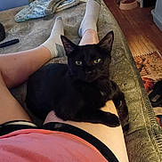 Damon is registered to the contest to win money with this photo: animal, bed, bedroom, black_cat, blanket, cat, feline, green_eyes, indoor, kitten, lap, legs, lying_down, person, pet, pointed_ears, portrait, rug, slippers, socks