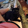 animal, bed, bedroom, black_cat, blanket, cat, feline, green_eyes, indoor, kitten, lap, legs, lying_down, person, pet, pointed_ears, portrait, rug, slippers, socks