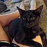 animal, black_cat, blanket, cat, close_up, couch, ears, feline, fur, home, indoor, lap, legs, lying_down, person, pet, portrait, sitting, whiskers, yellow_eyes