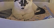 Natalia is registered to the contest to win money with this photo: cat, kitten, black_and_white, pet, animal, sitting, laundry_basket, clothing, laundry, home, indoor, portrait, front_facing, ears, whiskers, eyes, tail, basket, purple_wall, cute