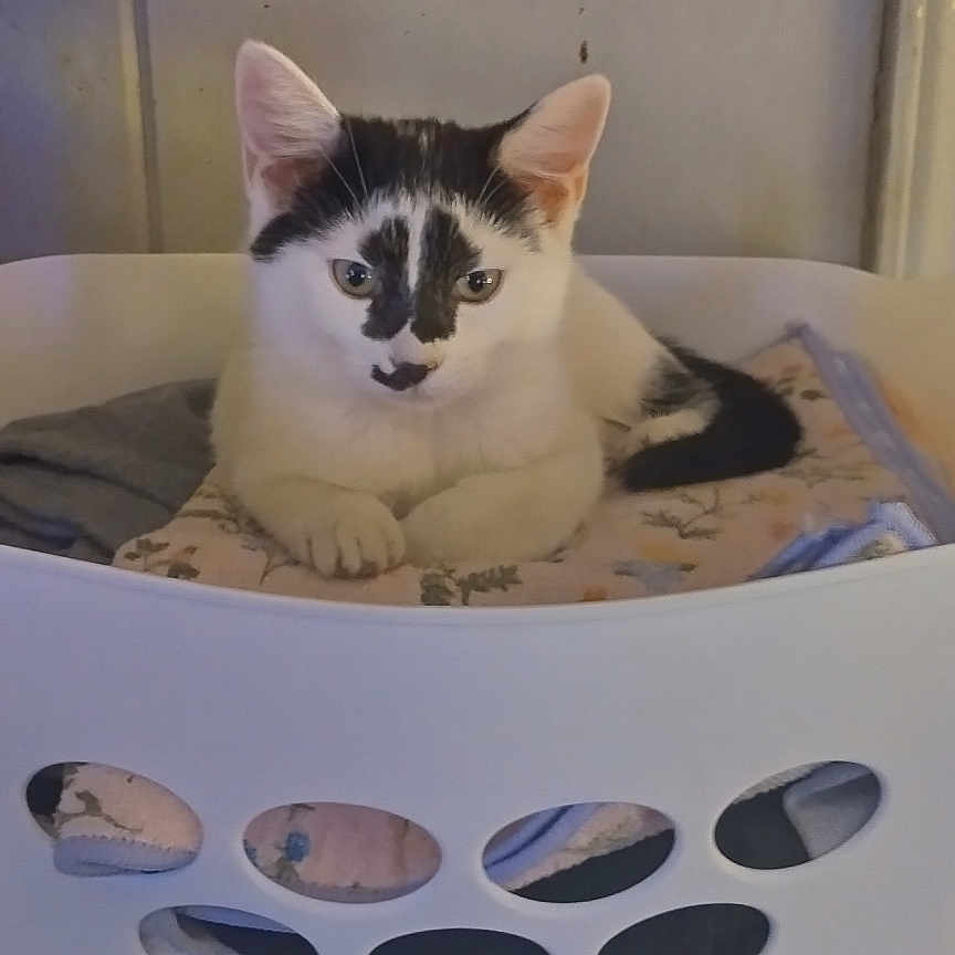Natalia is registered to the contest to win money with this photo: cat, kitten, black_and_white, pet, animal, sitting, laundry_basket, clothing, laundry, home, indoor, portrait, front_facing, ears, whiskers, eyes, tail, basket, purple_wall, cute