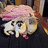 Natalia joined the competition — help win amazing prizes! cats, three_cats, pets, kitten, feline, animal, cuddling, sitting, lying_down, indoors, bedroom, bed, blanket, pink_blanket, pet_toy, pink_toy, cat_bowls, furniture, cozy, portrait