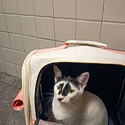 Natalia joined the competition — help win amazing prizes! cat, kitten, black_and_white, pet, animal, sitting, carrier, pet_carrier, travel, indoors, tiled_wall, tile_floor, pink, white, black, facial_markings, green_eyes, whiskers, portrait, curious