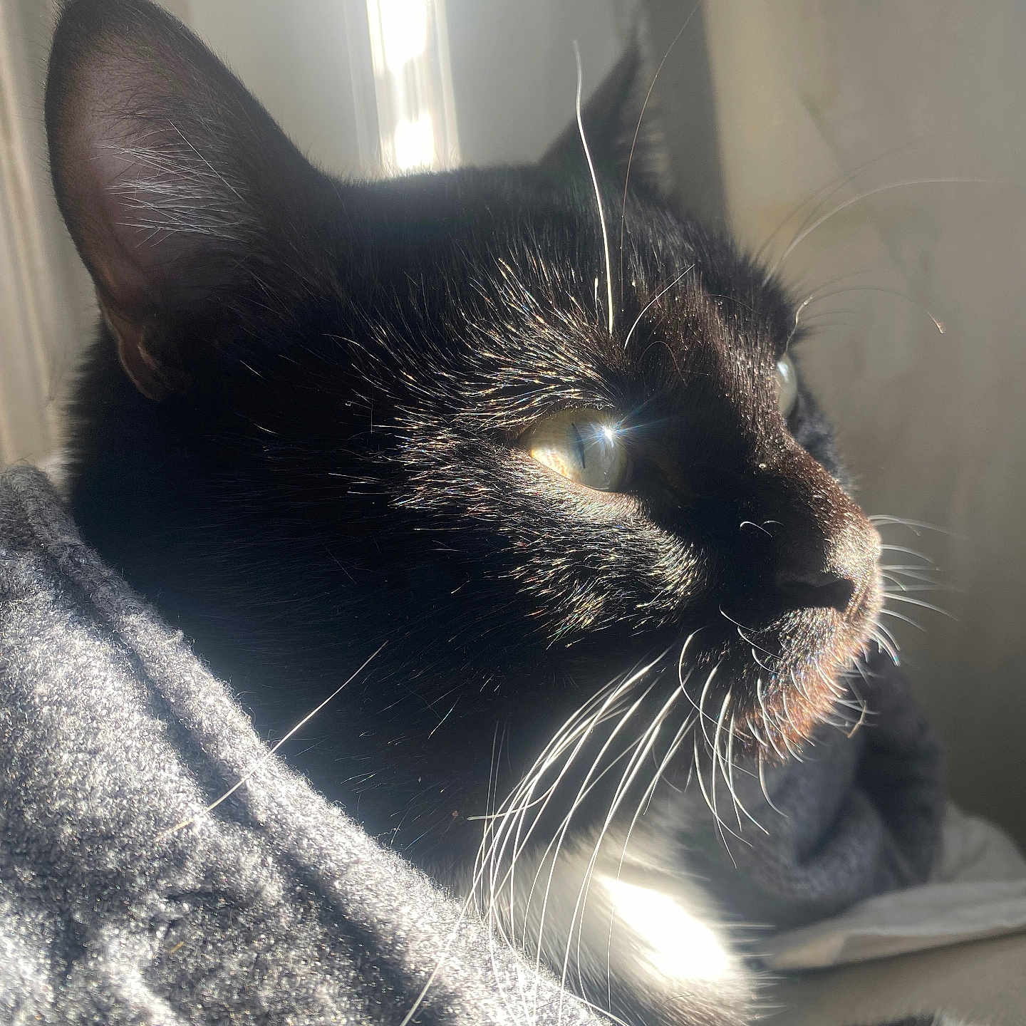 Neko a rejoint le concours — aidez-le/la à gagner de superbes lots ! black_fur, blanket, cat, close_up, cozy, domestic_cat, ear, eye, indoor, mammal, pet, portrait, portrait_photography, resting, sun_glare, sunlight, tuxedo_cat, whisker_reflection, whiskers, white_fur