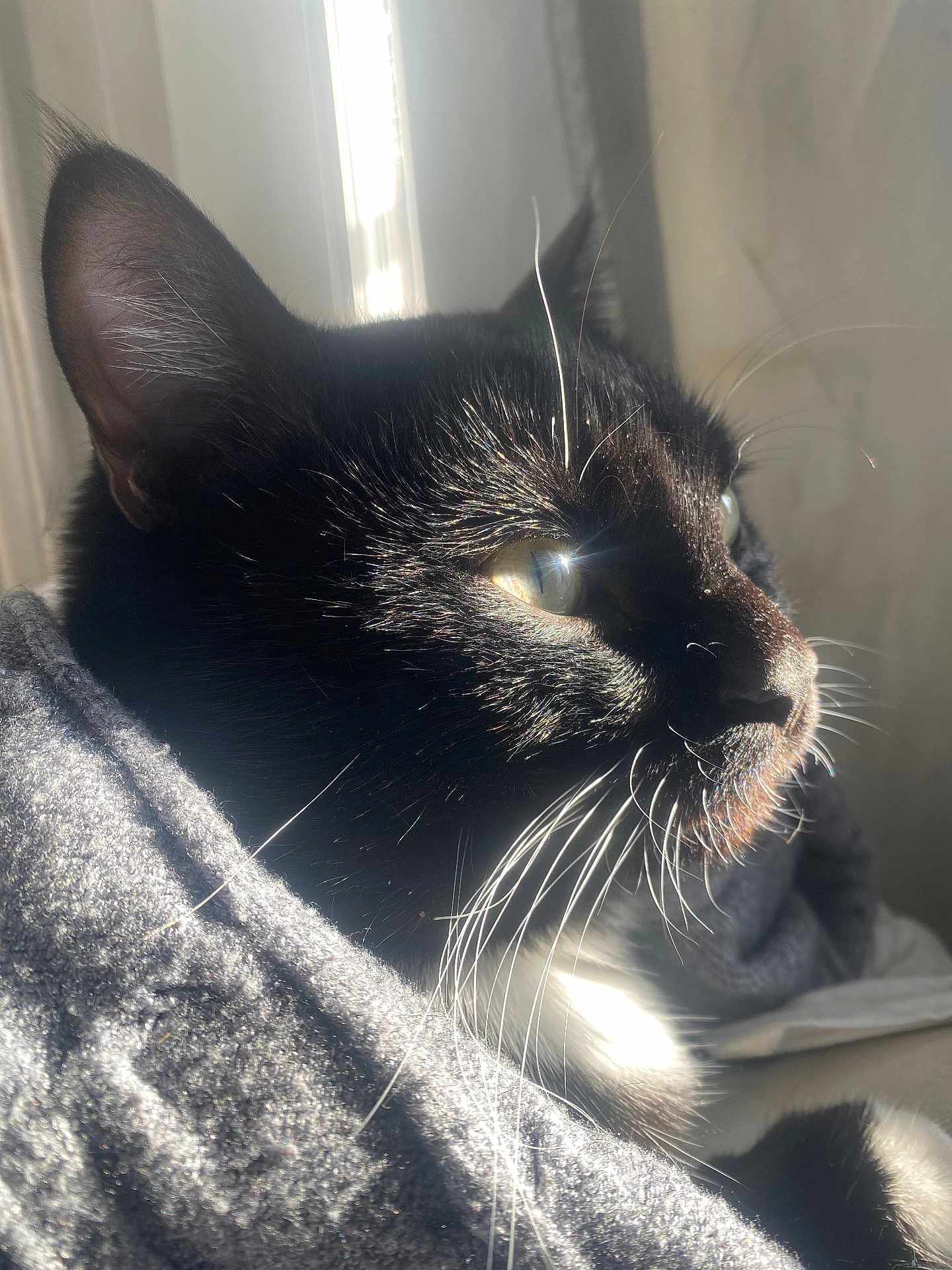 Neko a rejoint le concours — aidez-le/la à gagner de superbes lots ! cat, tuxedo_cat, whiskers, close_up, portrait, sunlight, indoor, cozy, blanket, black_fur, white_fur, ear, eye, whisker_reflection, sun_glare, portrait_photography, pet, mammal, resting, domestic_cat