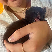 Neko a rejoint le concours — aidez-le/la à gagner de superbes lots ! kitten, cat, pet, yawning, hand, person, necklace, ring, towel, cuddle, close_up, indoor, cozy, fur, mouth_open, face, holding, cute, jewelry, fingernail