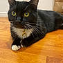 cat, tuxedo_cat, pet, indoor, hardwood_floor, whiskers, green_eyes, collar, tag, paws, close_up, portrait, fur, black_and_white, sitting, domestic_animal, curious, feline, home_interior, relaxed