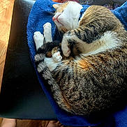 Taz joined the competition — help win amazing prizes! bare_feet, black_chair, blue_blanket, cat, cozy, curled_up, domestic_animal, feline, flooring, fur, indoor, natural_light, paw, pet, relaxed, sleeping, tabby, tail, whiskers, wooden_floor