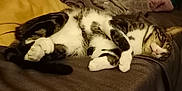 Taz Et éclair participe au concours pour gagner de l'argent avec cette photo : cat, tabby_cat, sleeping, couch, blanket, pillow, indoor, pet, fur, whiskers, relaxing, domestic_animal, resting, cozy, living_room, feline, curled_up, soft, cute, animal