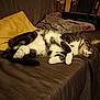 cat, tabby_cat, sleeping, couch, blanket, pillow, indoor, pet, fur, whiskers, relaxing, domestic_animal, resting, cozy, living_room, feline, curled_up, soft, cute, animal