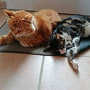 Taz Et éclair participe au concours pour gagner de l'argent avec cette photo : cat, orange_cat, tabby_cat, sleeping, resting, indoor, mat, floor, tile_floor, door, pet, feline, fur, cozy, companion, animal, domestic_animal, quiet, relaxation, napping