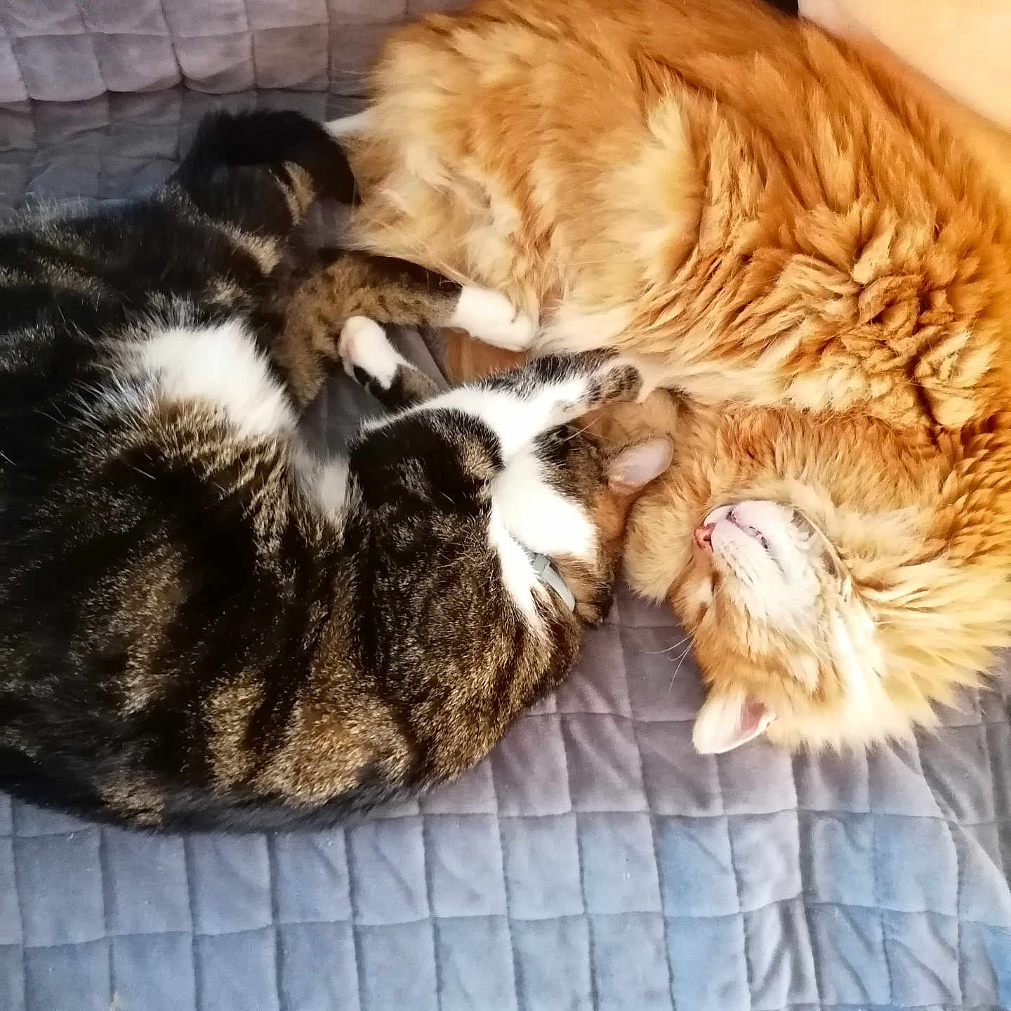 Taz Et éclair participe au concours pour gagner de l'argent avec cette photo : animal, cat, cats, companion, cozy, cute, domestic_animal, feline, fur, indoors, nap, orange_cat, pet, quilted_blanket, relaxation, resting, sleeping, tabby, two_animals, white_paws