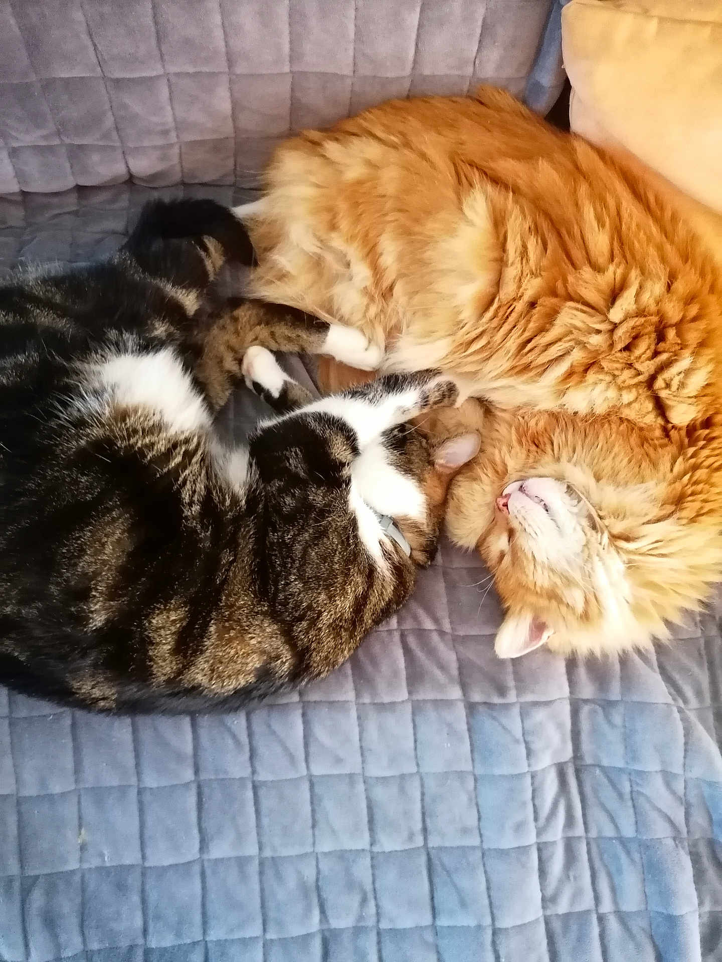 Taz Et éclair participe au concours pour gagner de l'argent avec cette photo : cat, cats, feline, pet, sleeping, resting, fur, tabby, orange_cat, white_paws, quilted_blanket, cozy, indoors, cute, animal, companion, domestic_animal, two_animals, relaxation, nap