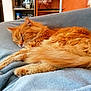 Taz Et éclair a rejoint le concours — aidez-le/la à gagner de superbes lots ! cat, orange_cat, sleeping, furry, pet, indoor, blanket, soft_texture, cozy, relaxation, furniture, shelf, television, home, domestic_animal, resting, warm_colors, closeup, animal, comfort