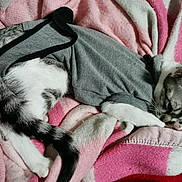 Anaya a rejoint le concours — aidez-le/la à gagner de superbes lots ! animal, blanket, cat, cozy, cute, feline, fur, grey_shirt, grooming, indoor, paw, pet, pink, relaxed, resting, sleeping, soft, striped_tail, whiskers, white