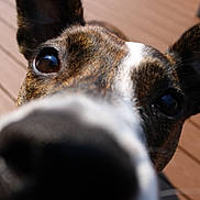 Salsa joined the competition — help win amazing prizes! dog, close_up, nose, ears, eyes, outdoor, wooden_deck, daylight, pet, curious, animal, brown, white, black, fur, portrait, snout, canine, friendly, playful