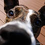 dog, close_up, nose, ears, eyes, outdoor, wooden_deck, daylight, pet, curious, animal, brown, white, black, fur, portrait, snout, canine, friendly, playful
