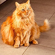 Mimounette a rejoint le concours — aidez-le/la à gagner de superbes lots ! alert, animal, cat, cute, domestic_animal, ears, eyes, feline, floor, fluffy, fur, indoor, long_hair, orange_cat, pet, portrait, sitting, tail, tile_floor, whiskers