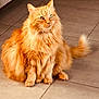alert, animal, cat, cute, domestic_animal, ears, eyes, feline, floor, fluffy, fur, indoor, long_hair, orange_cat, pet, portrait, sitting, tail, tile_floor, whiskers