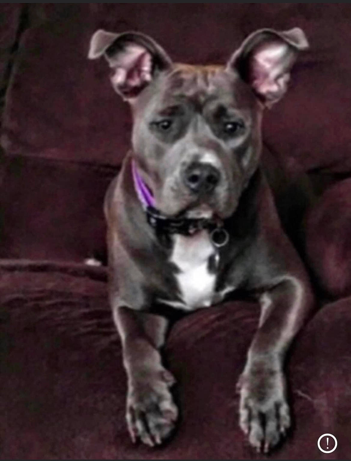 Brylee Raine is registered to the contest to win money with this photo: ancient_dog_breeds, canidae, carnivore, collar, companion_dog, cordoba_fighting_dog, dog, dog_breed, dog_collar, fawn, non_sporting_group, sporting_group, working_animal, working_dog