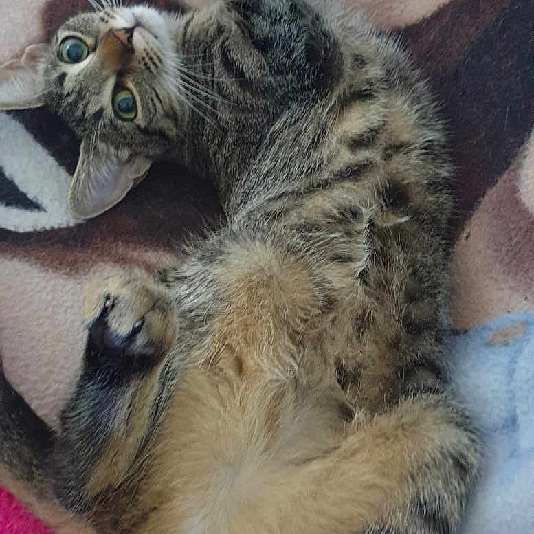 Carmilla a rejoint le concours — aidez-le/la à gagner de superbes lots ! abyssinian, animal, blanket, cat, chair, couch, cushion, electronics, face, furniture, head, homedecor, indoors, kitten, manx, person, pet, photography, portrait, sleeping