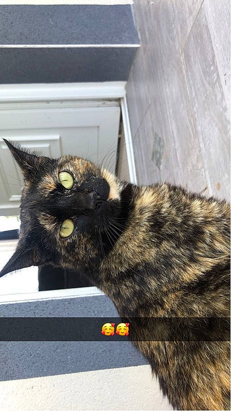 Saphira a rejoint le concours — aidez-le/la à gagner de superbes lots ! black_cat, bombay, box, carnivore, cat, claw, domestic_short_haired_cat, felidae, fur, paw, small_to_medium_sized_cats, snout, tail, terrestrial_animal, tree, whiskers, window