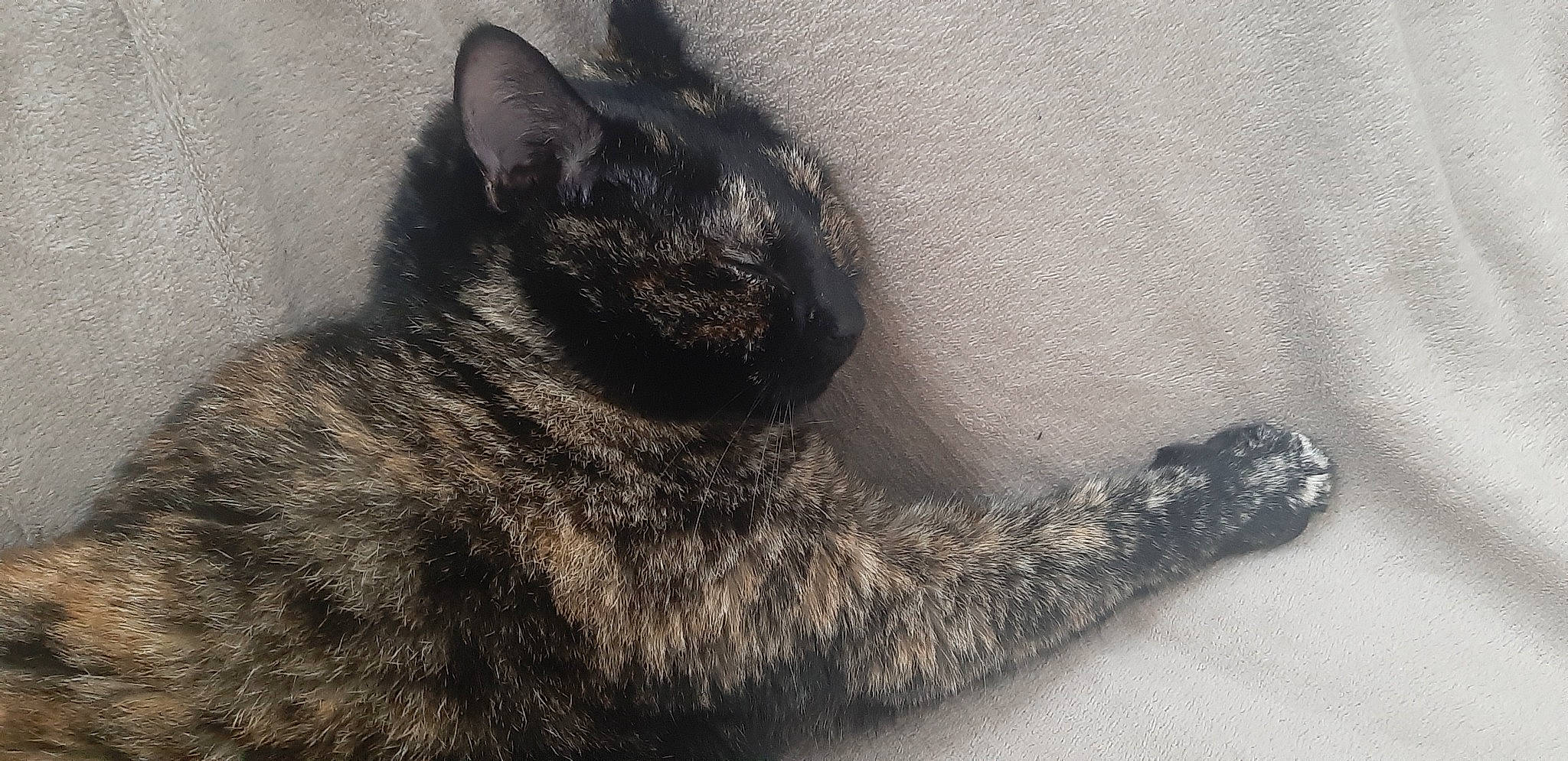 Saphira a rejoint le concours — aidez-le/la à gagner de superbes lots ! black_cat, carnivore, cat, claw, comfort, domestic_short_haired_cat, eye, felidae, fur, grey, monochrome, monochrome_photography, nap, paw, sand, small_to_medium_sized_cats, snout, tail, terrestrial_animal, whiskers