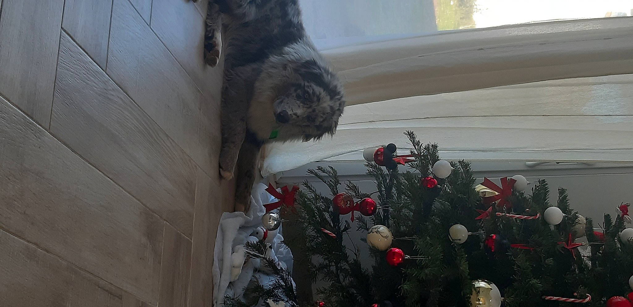 Thanos a rejoint le concours — aidez-le/la à gagner de superbes lots ! annual_plant, carmine, coquelicot, dog_breed, door, event, floral_design, floristry, flower, flower_arranging, fur, glass, house, plant, precipitation, tree, twig, window, winter, wood