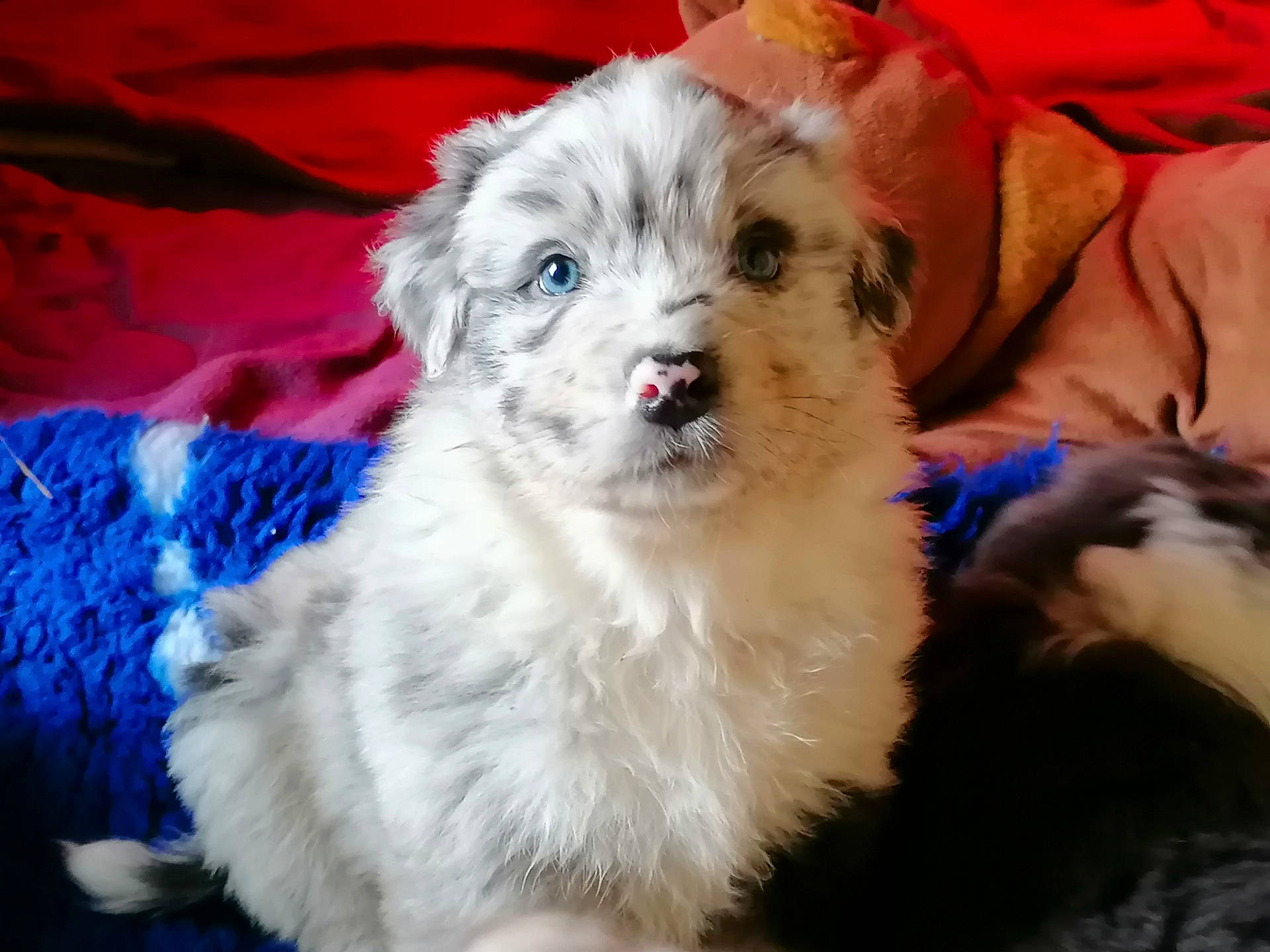 Thanos a rejoint le concours — aidez-le/la à gagner de superbes lots ! canidae, carnivore, companion_dog, dog, dog_breed, dog_supply, fawn, fur, mal_shi, maltepoo, poodle_crossbreed, puppy_love, shih_poo, small_terrier, snout, sporting_group, terrier, toy_dog, whiskers, working_animal