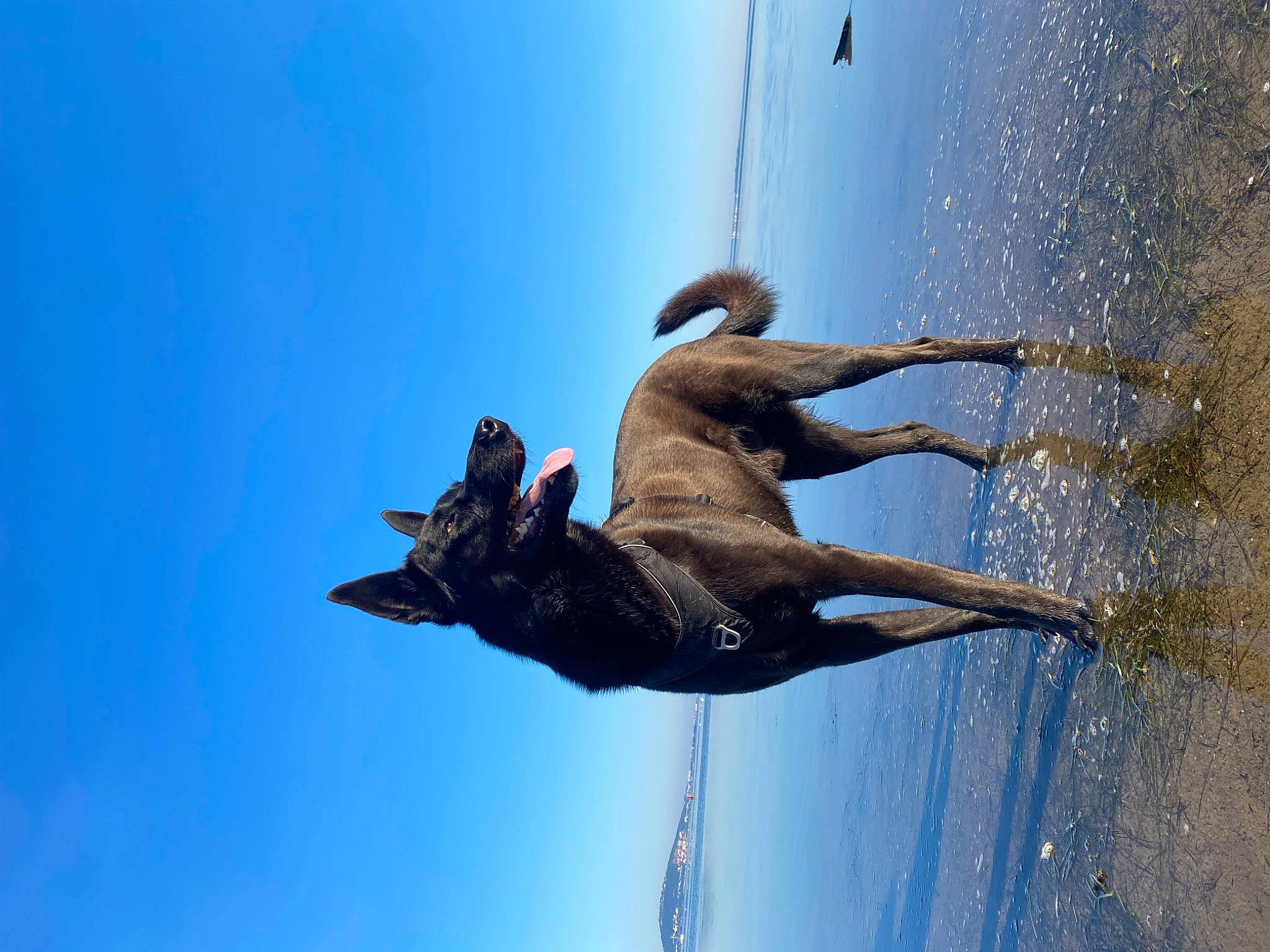 Marley participe au concours pour gagner de l'argent avec cette photo : beak, dog_breed, extreme_sport, fun, happy, horse, jumping, leisure, people_in_nature, recreation, seabird, sky, snout, sporting_group, sports, tail, tree, water, wildlife, wing