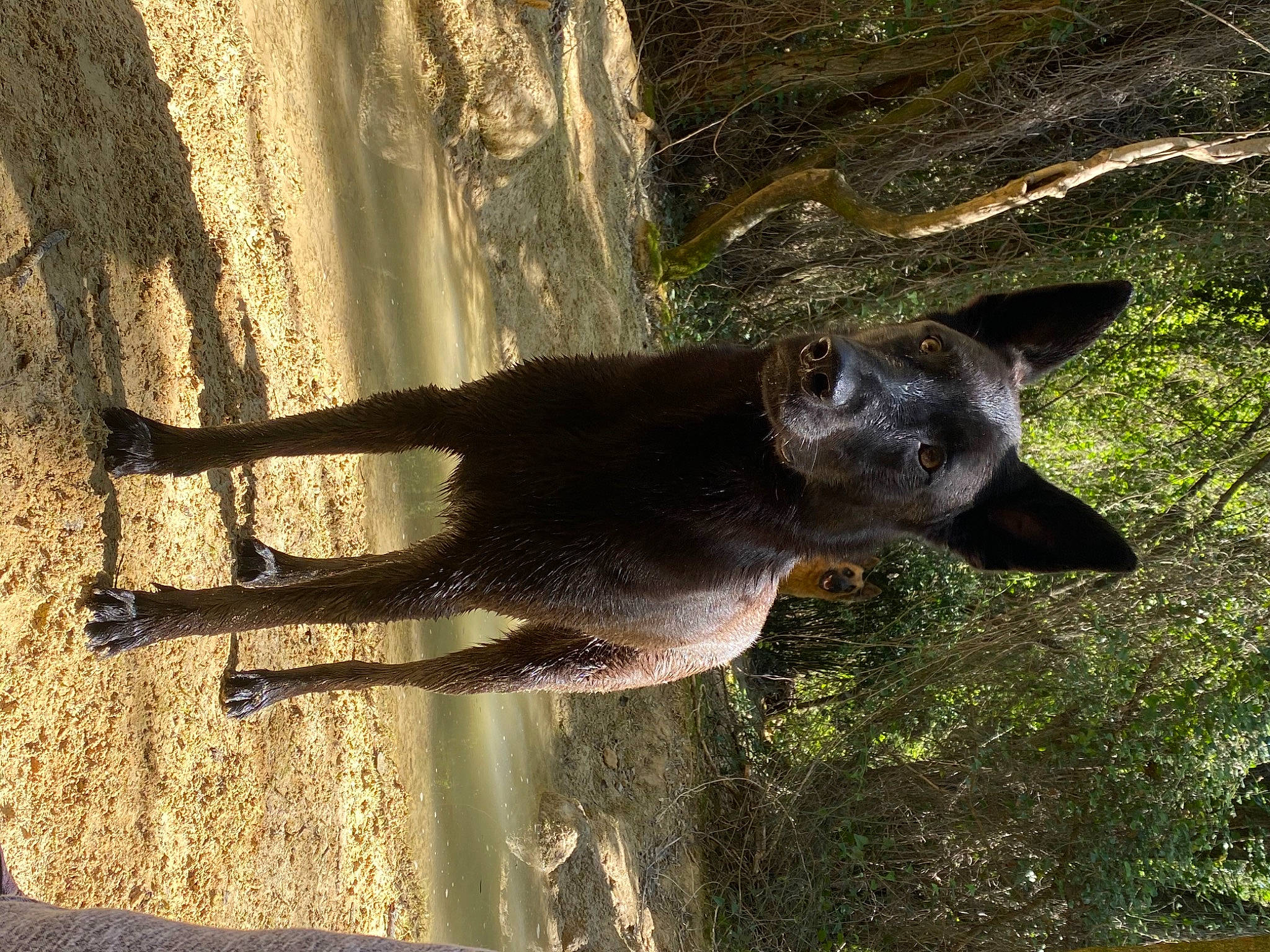 Marley participe au concours pour gagner de l'argent avec cette photo : canidae, carnivore, dog, dog_breed, fawn, felidae, liver, plant, shade, shadow, small_to_medium_sized_cats, snout, sporting_group, tail, terrestrial_animal, tree, trunk, wildlife, wood, working_animal