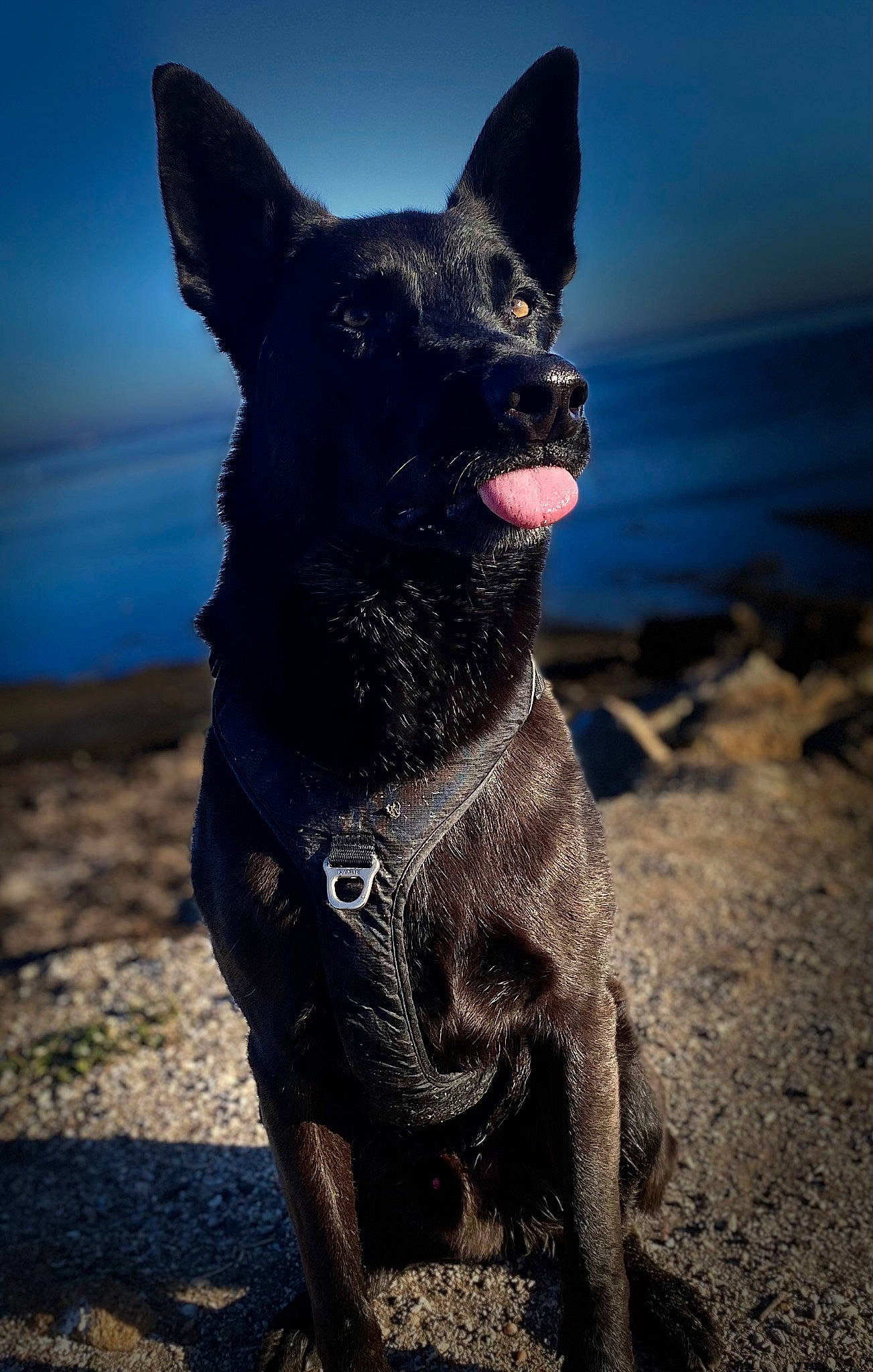 Marley a rejoint le concours — aidez-le/la à gagner de superbes lots ! art, canidae, carnivore, collar, companion_dog, dog, dog_breed, dog_collar, electric_blue, fawn, shadow, sky, snout, soil, sporting_group, tail, terrestrial_animal, water, whiskers, working_animal