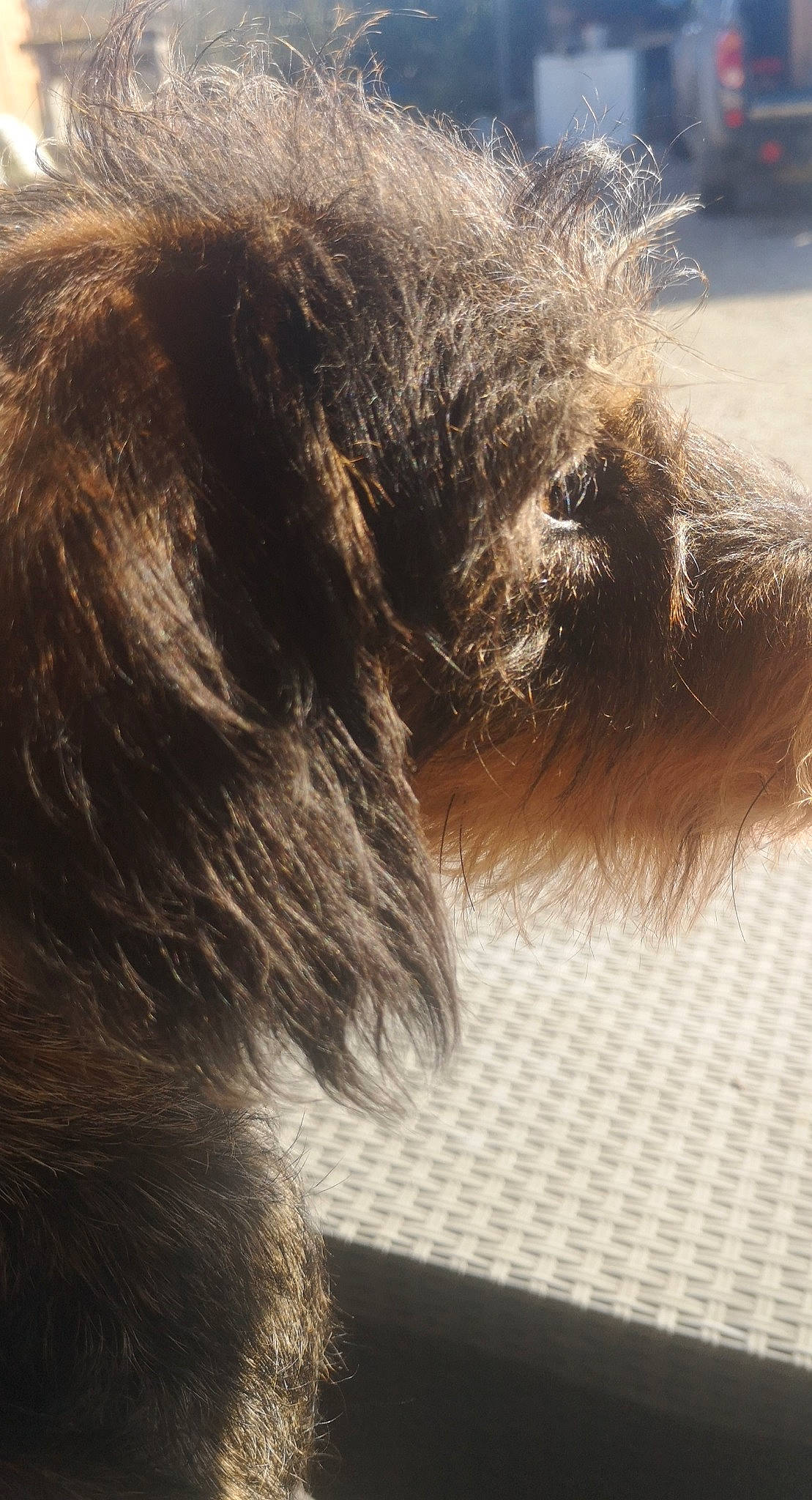 Roxane participe au concours pour gagner de l'argent avec cette photo : canidae, carnivore, dog, dog_breed, ear, fawn, fur, irish_wolfhound, terrier