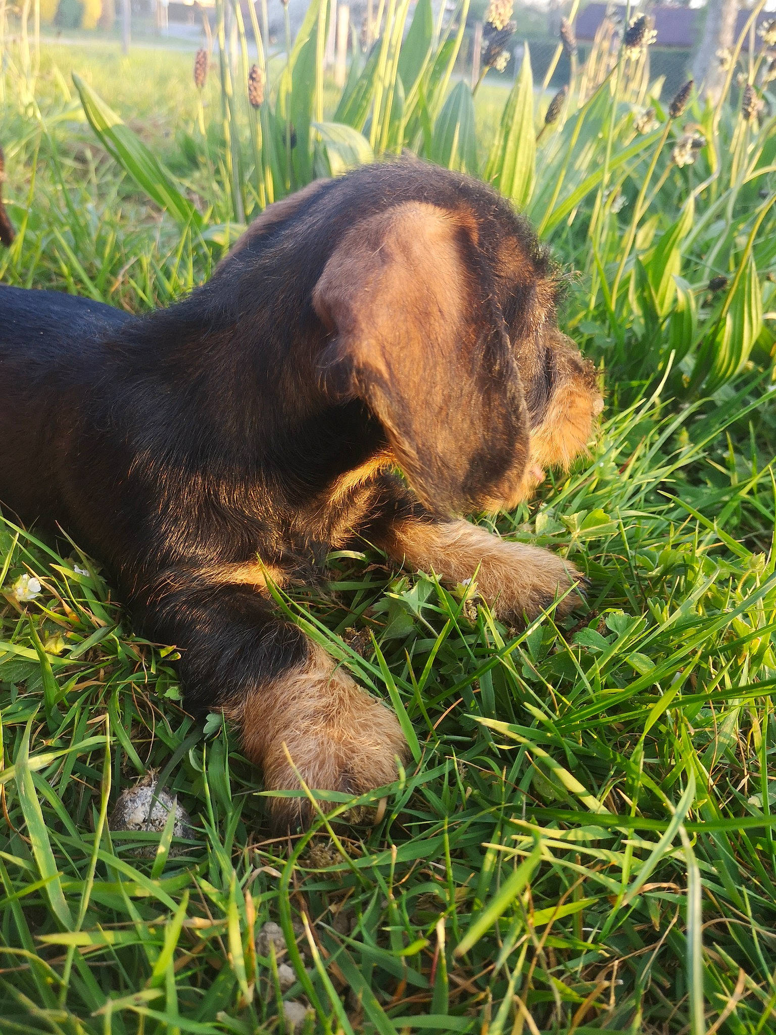 Roxane a rejoint le concours — aidez-le/la à gagner de superbes lots ! canidae, carnivore, dog, dog_breed, grass, hound, hunting_dog, puppy, sporting_group