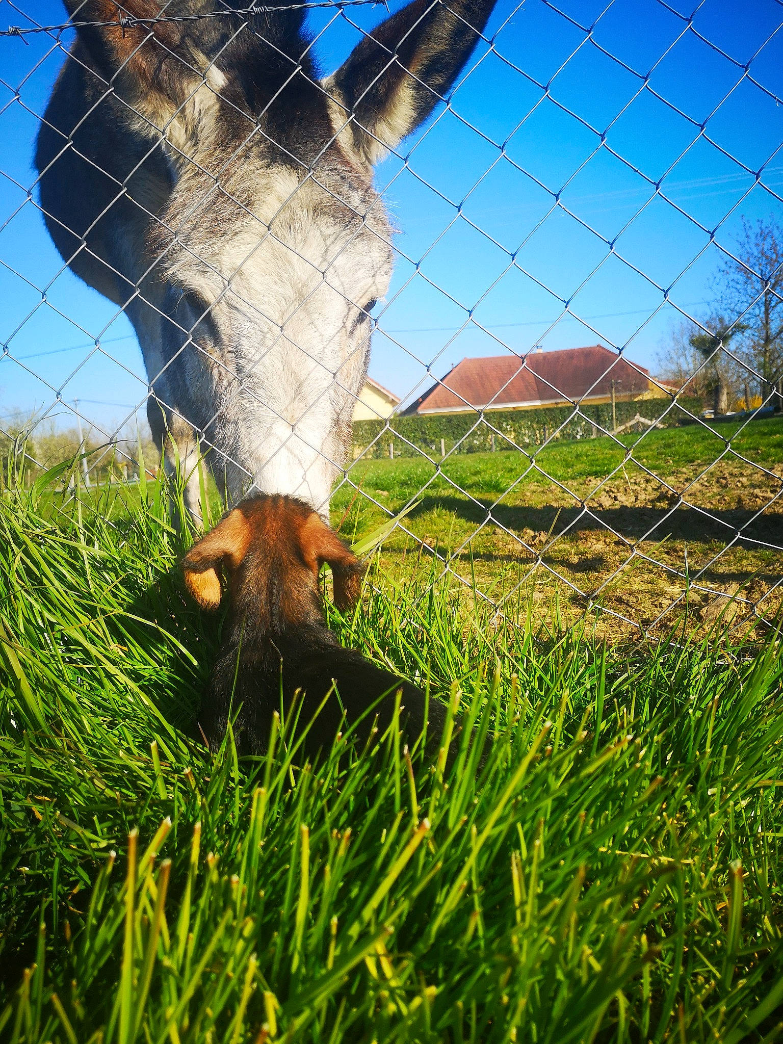 Roxane a rejoint le concours — aidez-le/la à gagner de superbes lots ! canidae, carnivore, chain_link_fencing, farm, fawn, fence, fodder, grass, grass_family, grassland, grazing, meadow, pasture, plant, tail, wire_fencing