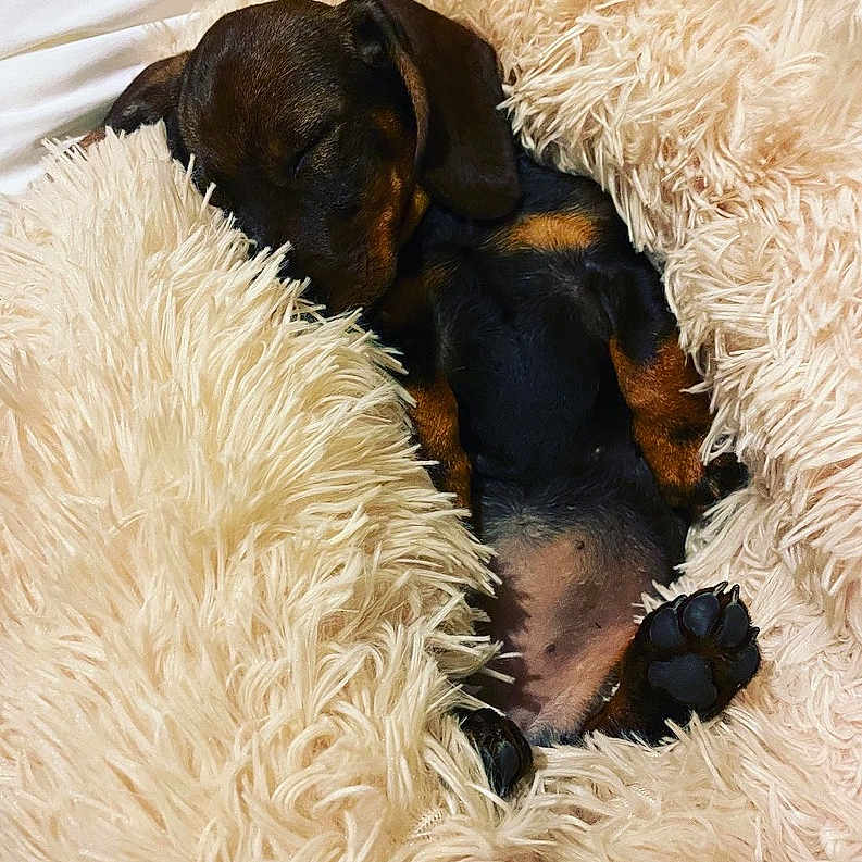 Tchoupi a rejoint le concours — aidez-le/la à gagner de superbes lots ! animal, ball, blanket, canine, couch, cushion, dog, dogbed, football, furniture, homedecor, hound, person, pet, puppy, sleeping, snout, soccer, soccerball, sport