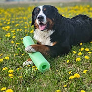 Oakley is registered to the contest to win money with this photo: animal, bernese_mountain_dog, close_up, colorful, dandelions, dog, field, flower, grass, green_pool_noodle, happy, lying_down, mammal, nature, outdoor, pet, playful, summer, sunny, tongue_out