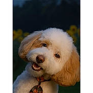 Ollie is registered to the contest to win money with this photo: adorable, close_up, collar, dog, fur, halloween, head_tilt, jack_o_lantern, moon, night, outdoor, palm_tree, pet, photo_viewer, portrait, pumpkin, puppy, screenshot, smiling, tie