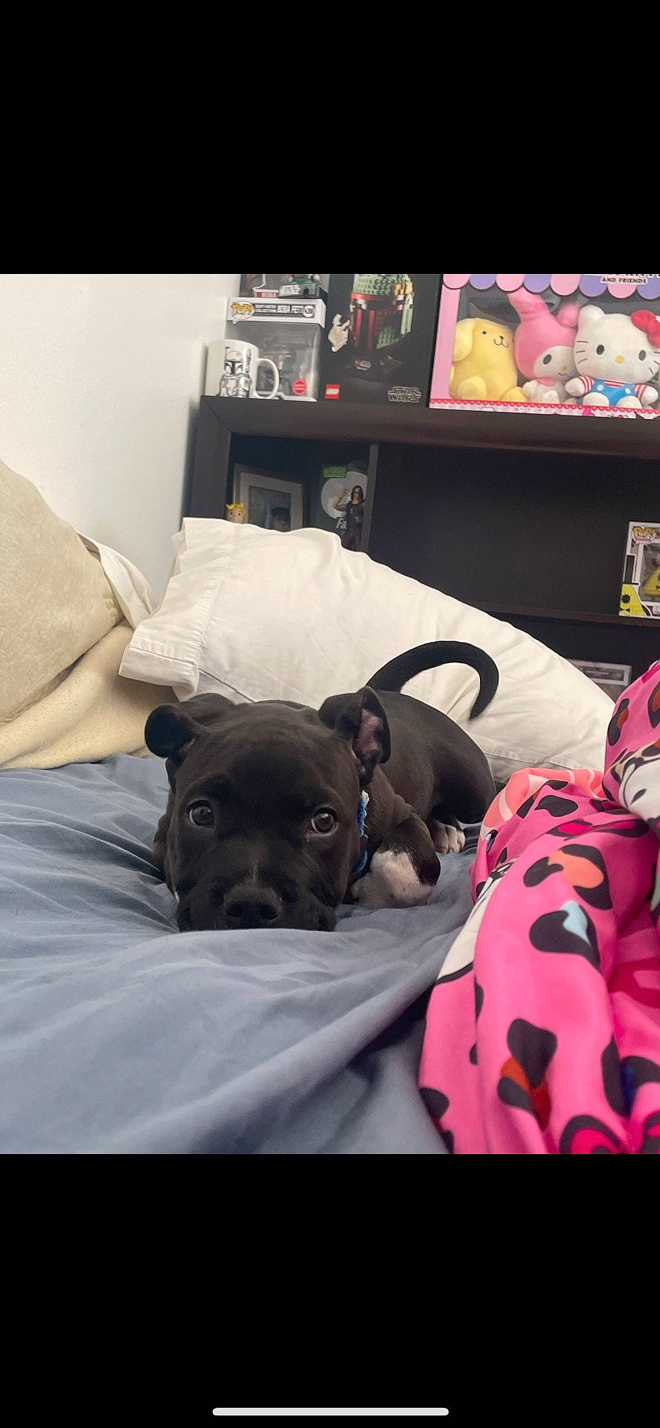 Wrex joined the competition — help win amazing prizes! bedding, canidae, carnivore, comfort, companion_dog, couch, dog, dog_breed, ear, fawn, fur, linens, magenta, room, shelf, snout, sporting_group, toy_dog, whiskers, working_animal