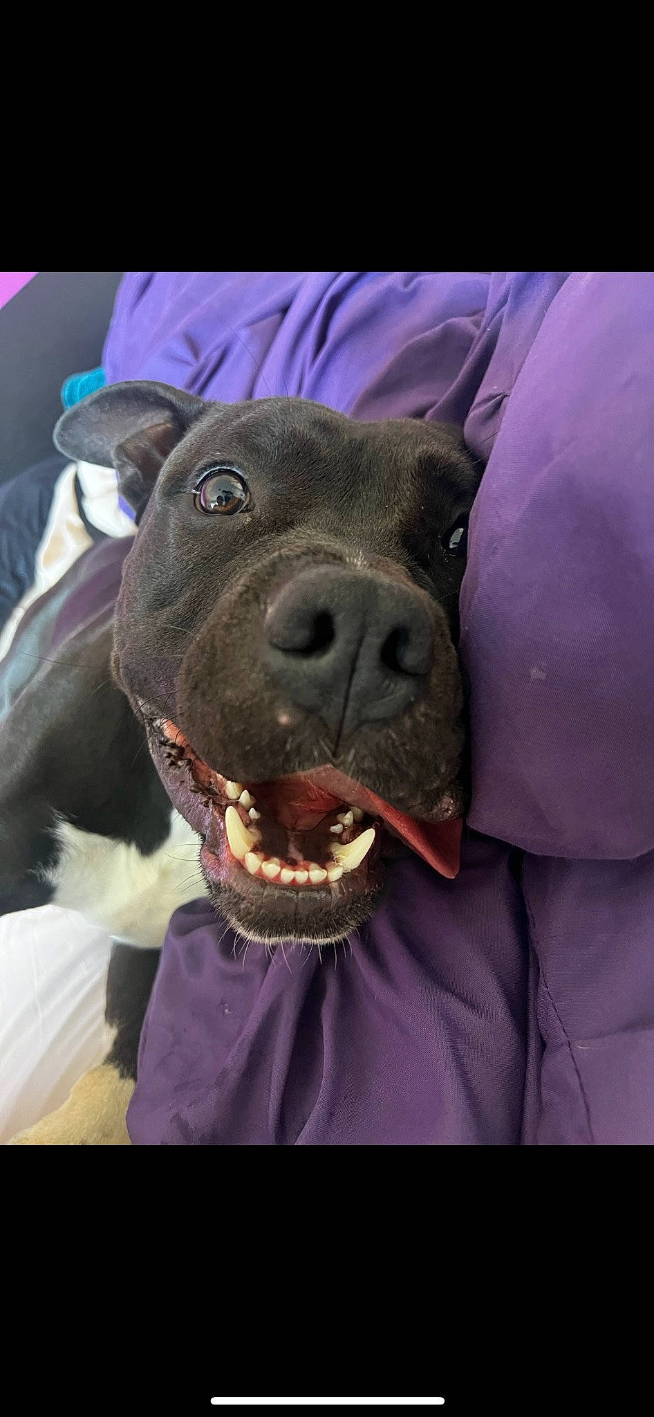 Wrex is registered to the contest to win money with this photo: canidae, carnivore, collar, companion_dog, dog, dog_breed, dog_collar, ear, electric_blue, fawn, fur, non_sporting_group, pet_supply, pink, selfie, snout, sporting_group, terrestrial_animal, whiskers, working_animal