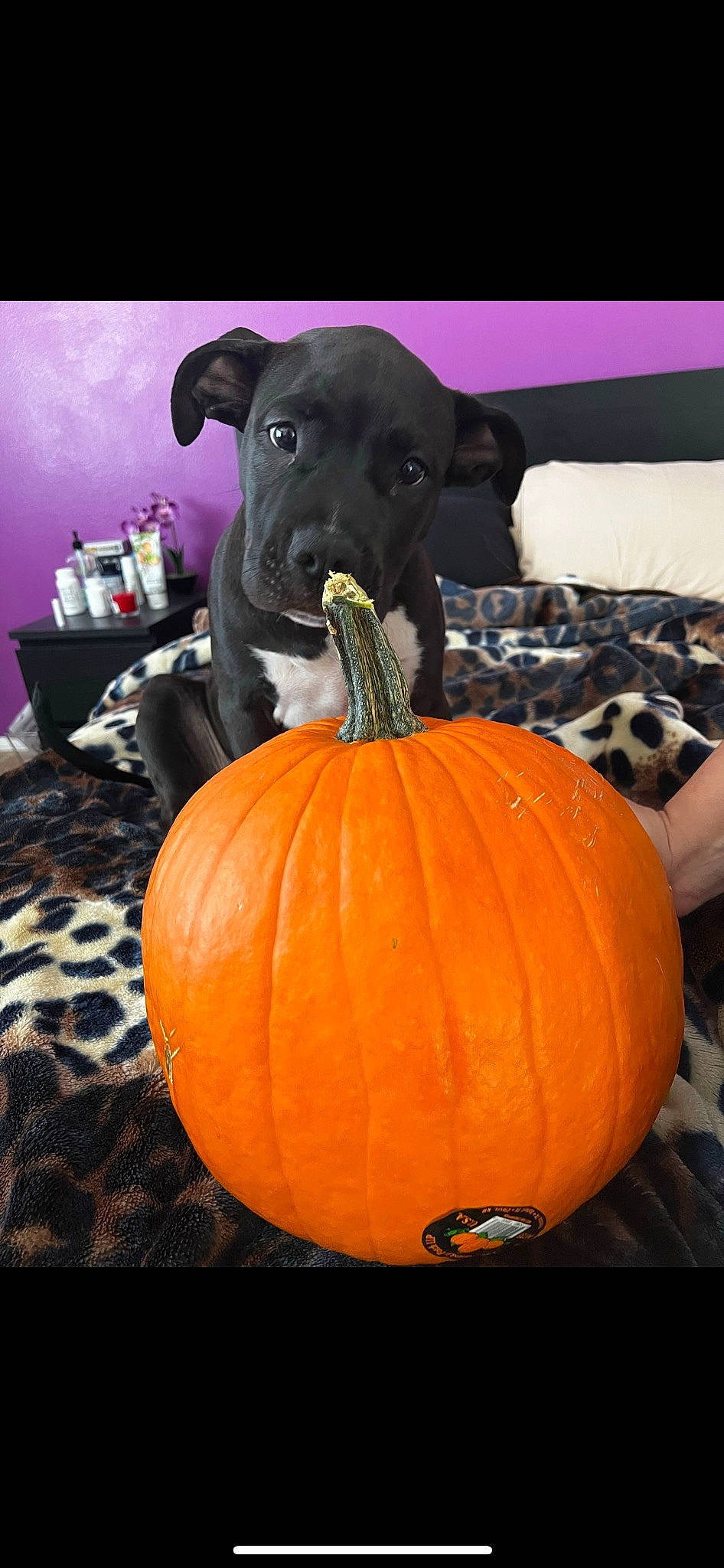 Wrex is registered to the contest to win money with this photo: calabaza, companion_dog, couch, cucurbita, dog, flooring, food, fruit, gourd, local_food, natural_foods, plant, produce, pumpkin, squash, superfood, vegetable, whole_food, winter_squash, working_animal