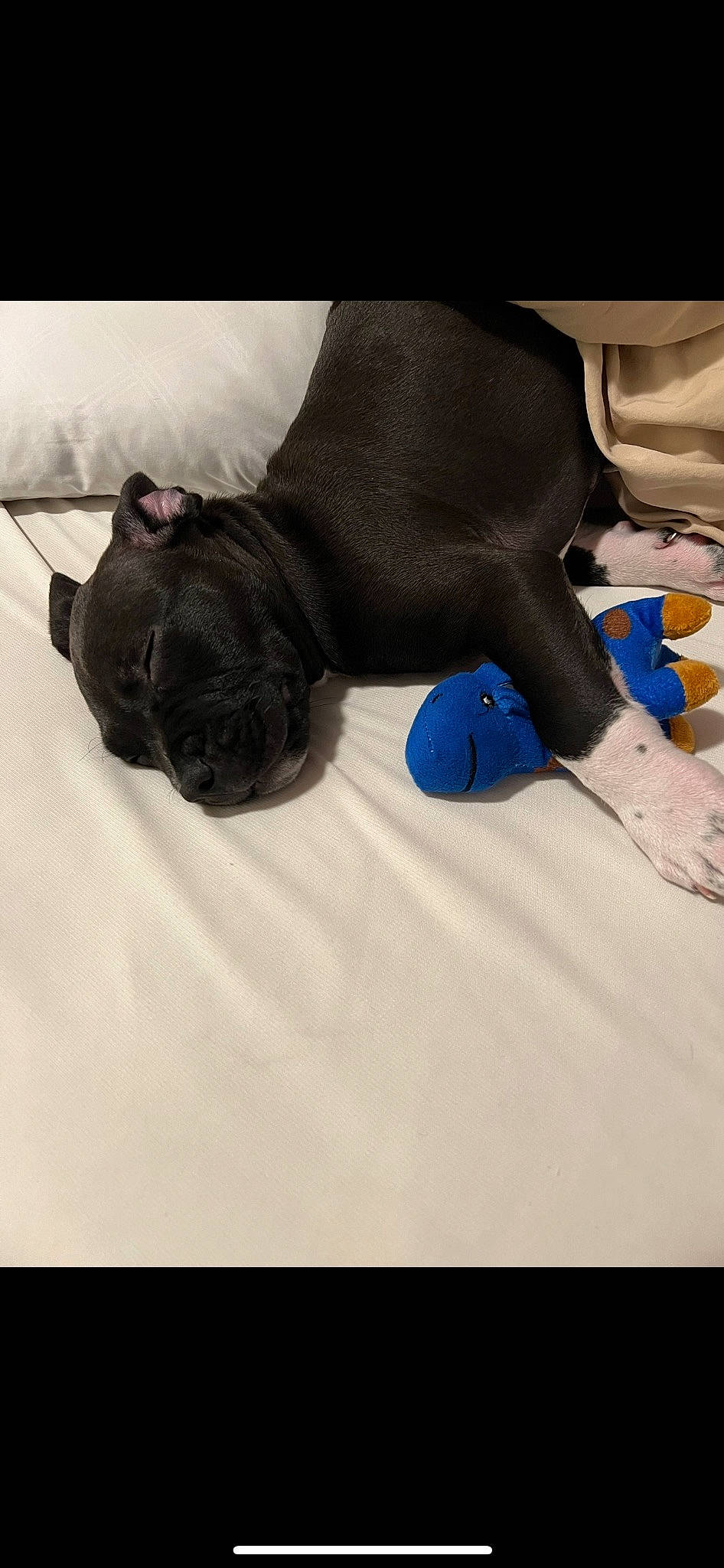 Wrex joined the competition — help win amazing prizes! carnivore, collar, companion_dog, dog, dog_breed, dog_clothes, dog_collar, dog_supply, electric_blue, fawn, fur, leash, personal_protective_equipment, pug, snout, snow, sporting_group, tail, toy_dog, working_animal