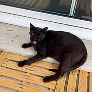 Apple a rejoint le concours — aidez-le/la à gagner de superbes lots ! cat, black_cat, animal, pet, feline, tongue_out, lying_down, relaxed, outdoor, deck, wooden_deck, window, reflection, sunlight, black_fur, green_eyes, whiskers, tail, paws, portrait