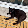 cat, black_cat, animal, pet, feline, tongue_out, lying_down, relaxed, outdoor, deck, wooden_deck, window, reflection, sunlight, black_fur, green_eyes, whiskers, tail, paws, portrait